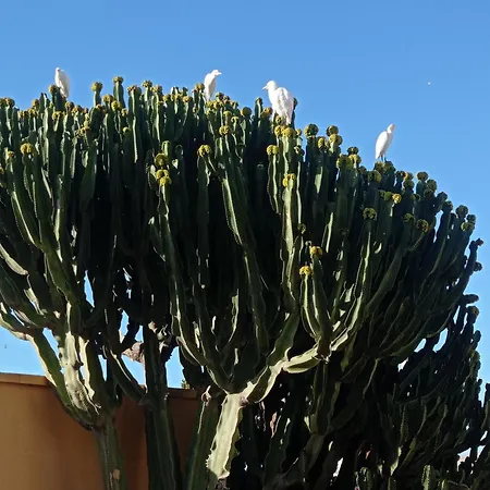 Апартаменты Arena Blanca Коста Калма